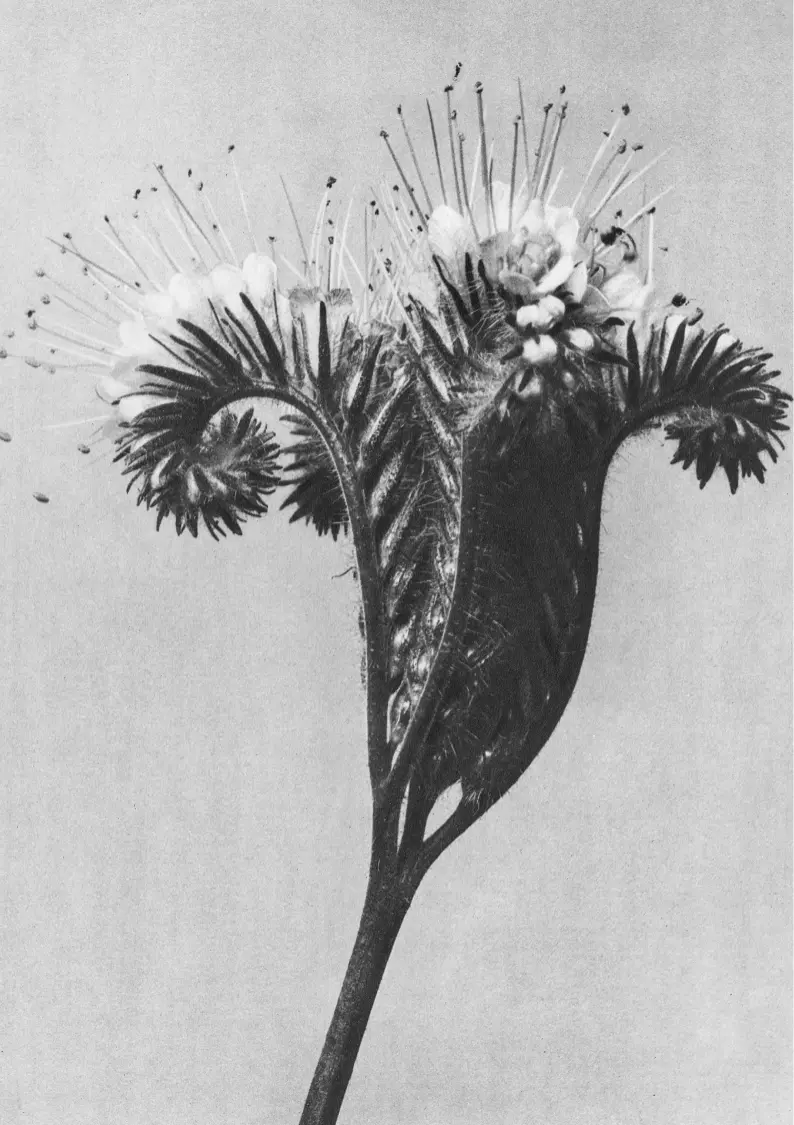 x Beispiel Seite Schwarz-Weiß-Nahaufnahme einer Blume.