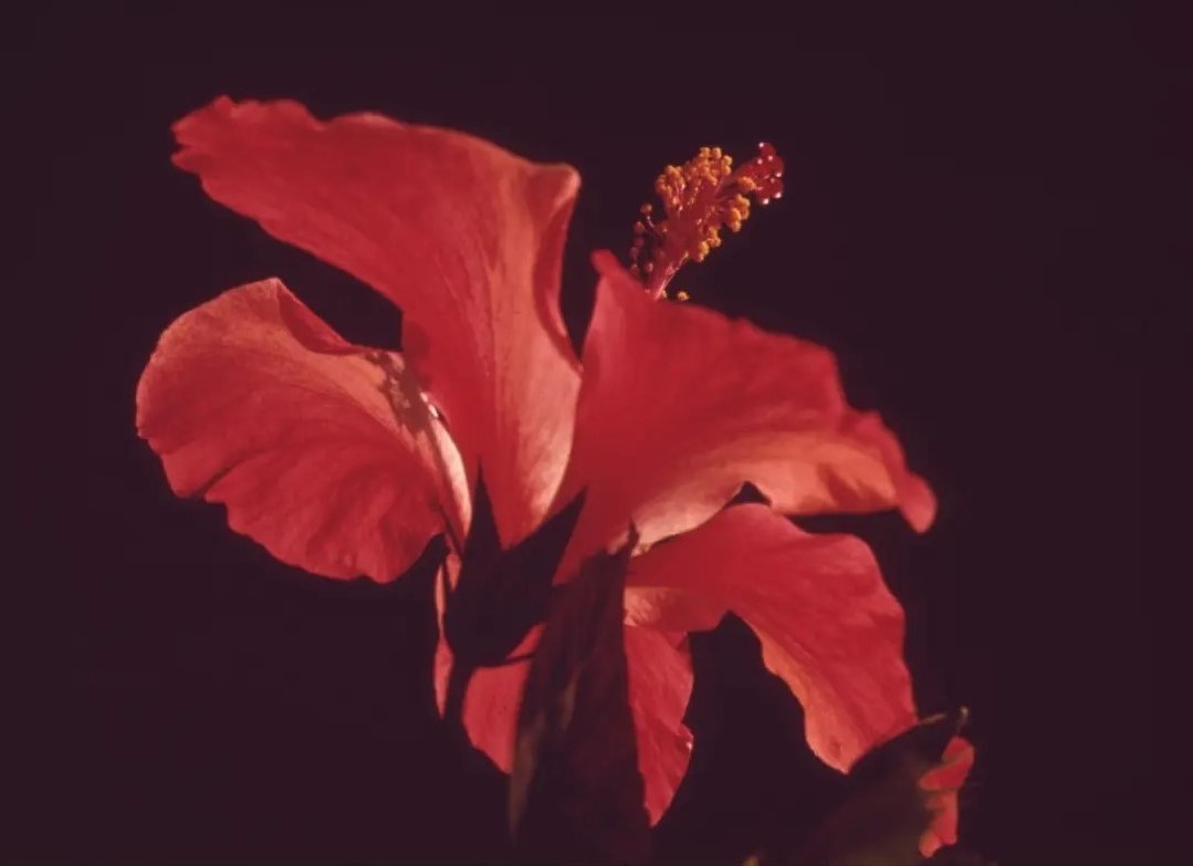 x Beispiel Seite Nahaufnahme einer roten Blume.